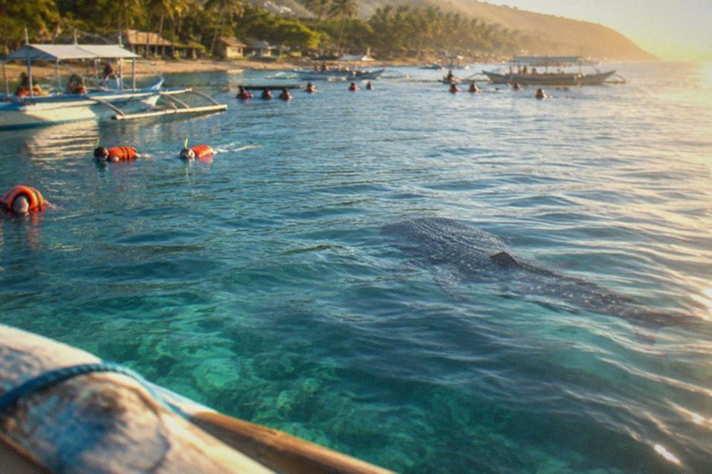 Snorkellers in life jackets watching a whale shark from a distance in the water at Oslob