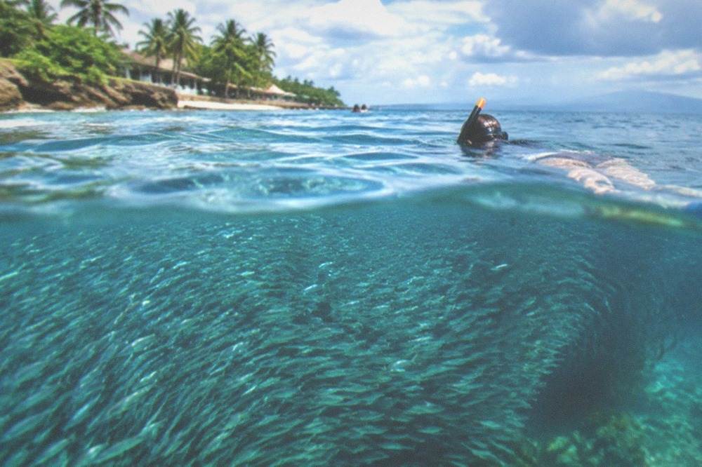 A dense school of sardines swirling beneath a snorkeller near the reef wall at Panagsama Beach