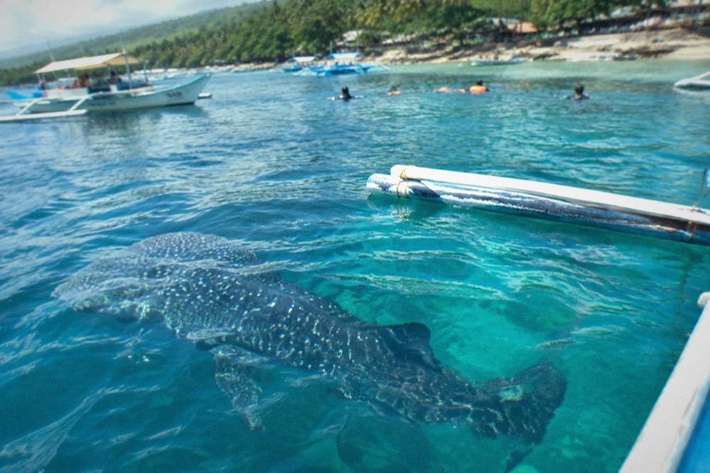 A whale shark swimming just below the surface near a small boat in Oslob, Cebu