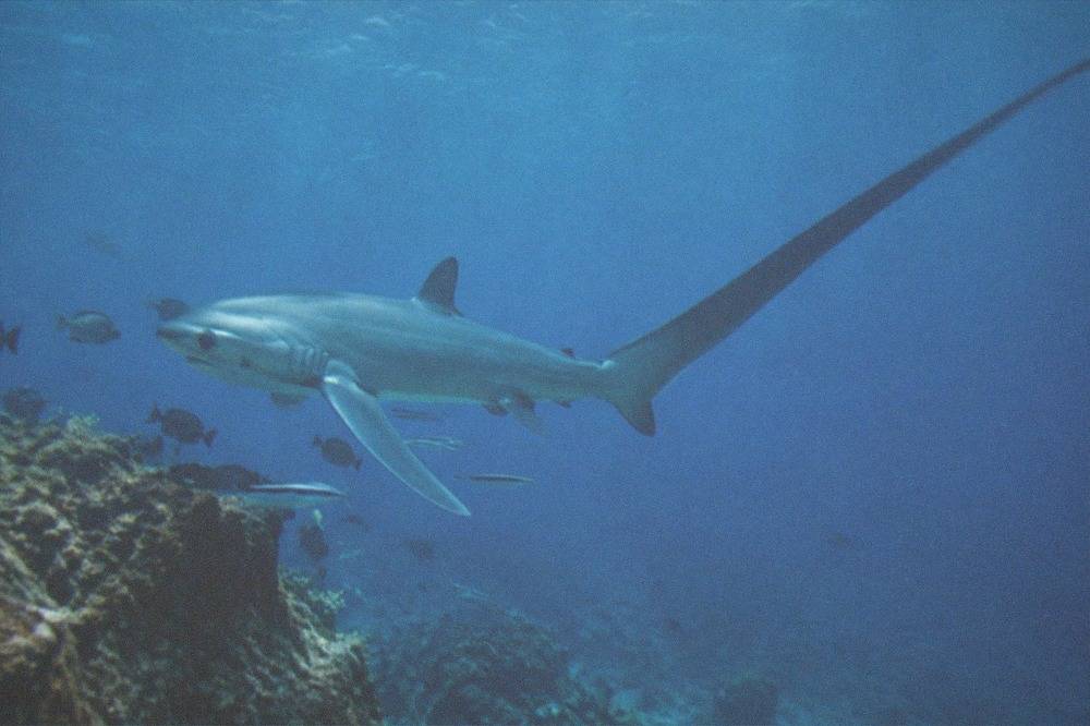 A thresher shark swimming through blue water at a cleaning station