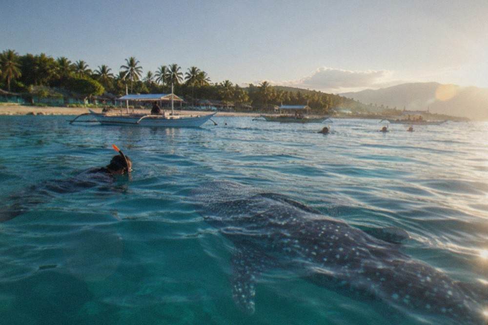 Snorkeler in the water near a large whale shark at the surface in Oslob