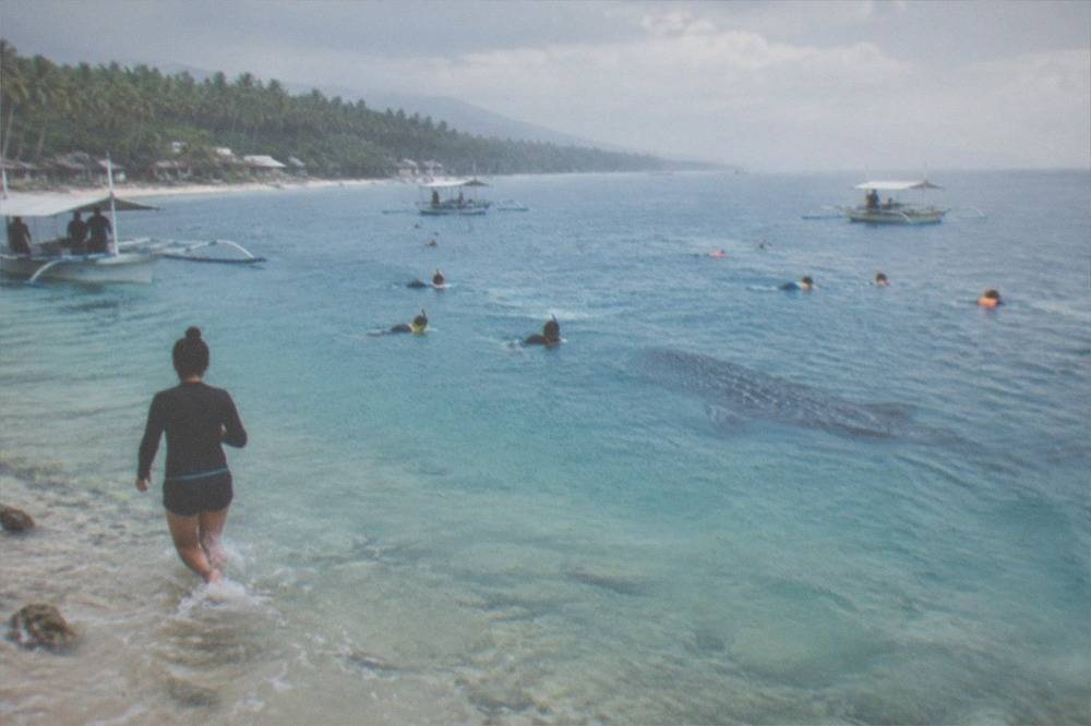Snorkellers in the water near a large whale shark at the Oslob interaction area