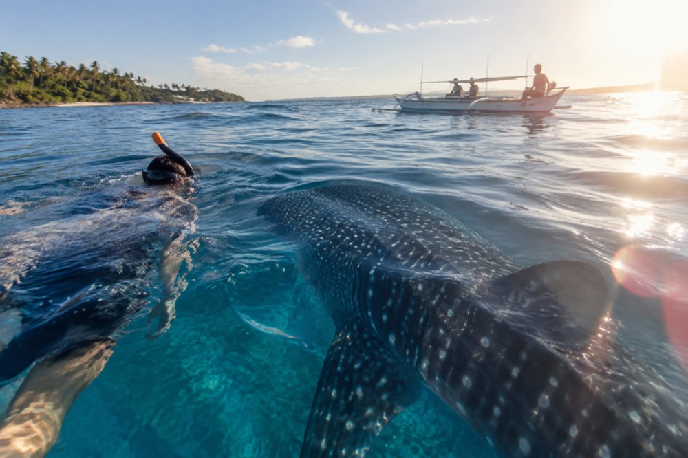 Snorkeller in the water near a large whale shark with a small wooden boat in the background