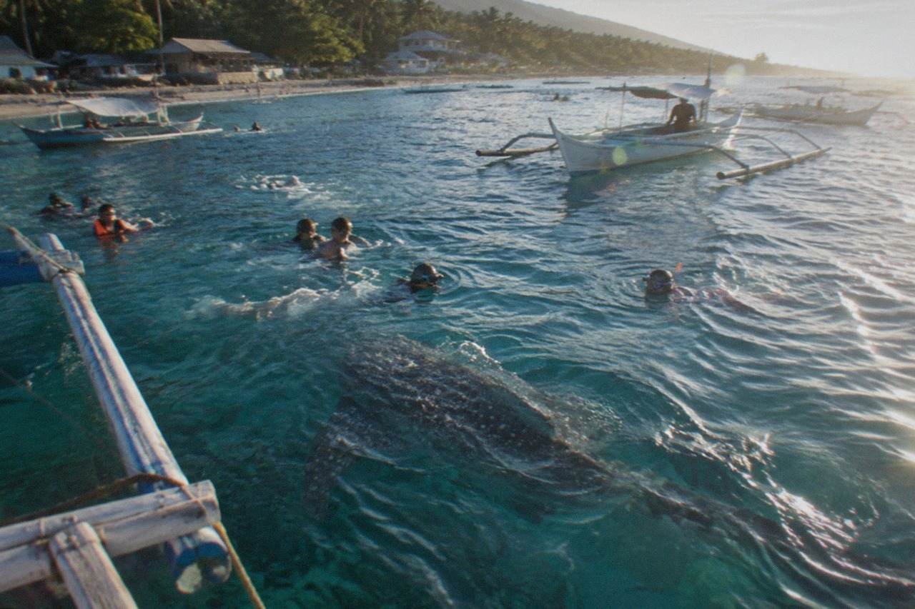 Snorkelers in clear turquoise water near a large whale shark at Oslob, Cebu