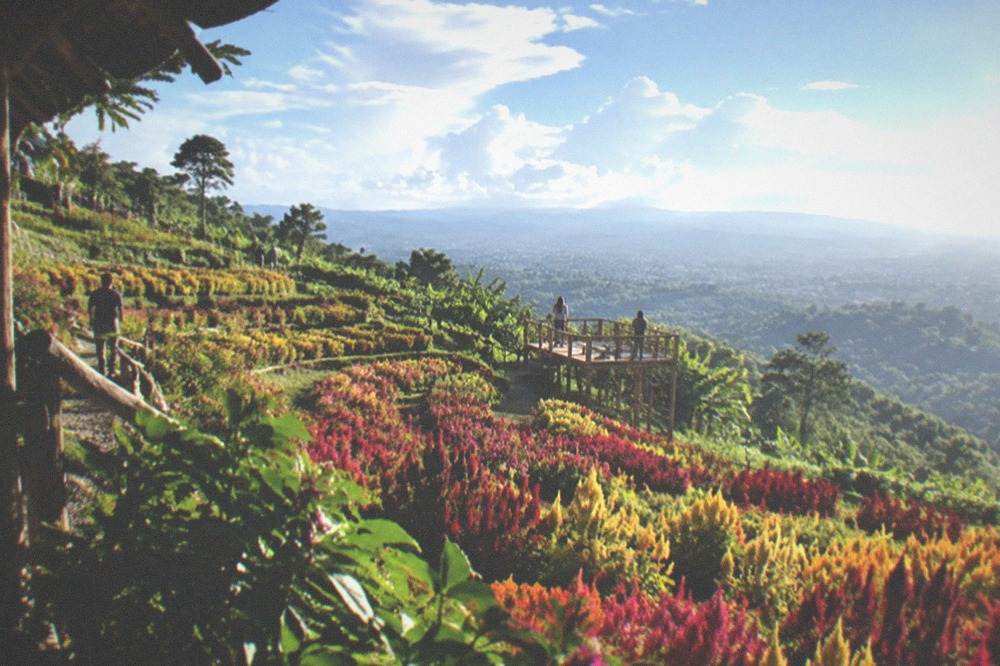 Terraced flower beds in bold colours at Sirao Flower Garden above Cebu City