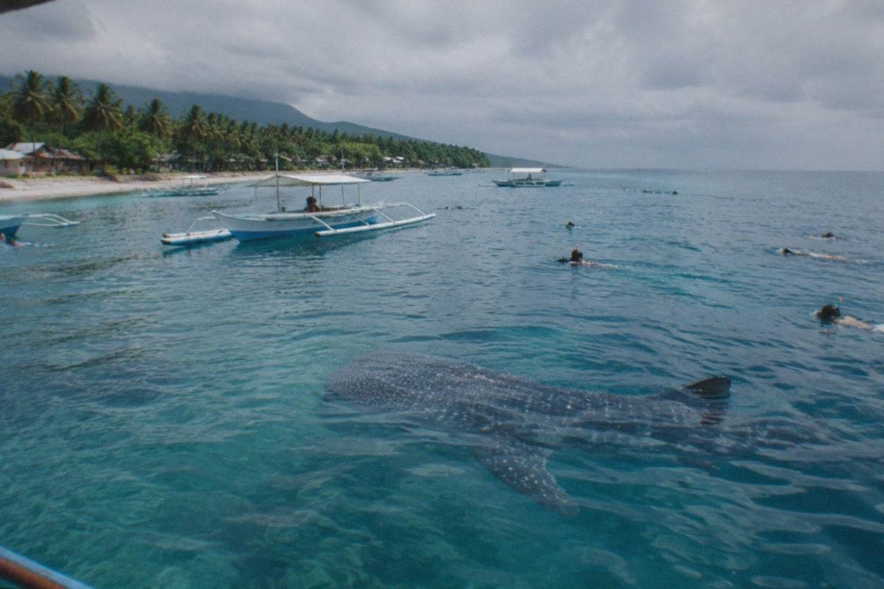 A whale shark swimming near the surface of the sea at Oslob, Cebu, Philippines