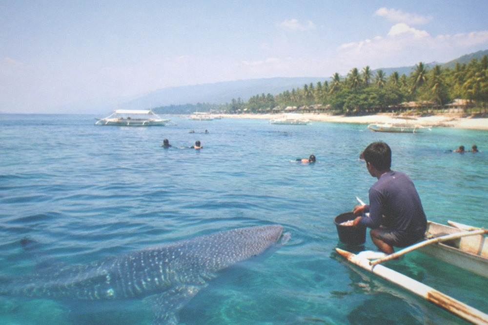 A boatman in a small paddle boat holding a bucket of krill beside a whale shark at Oslob