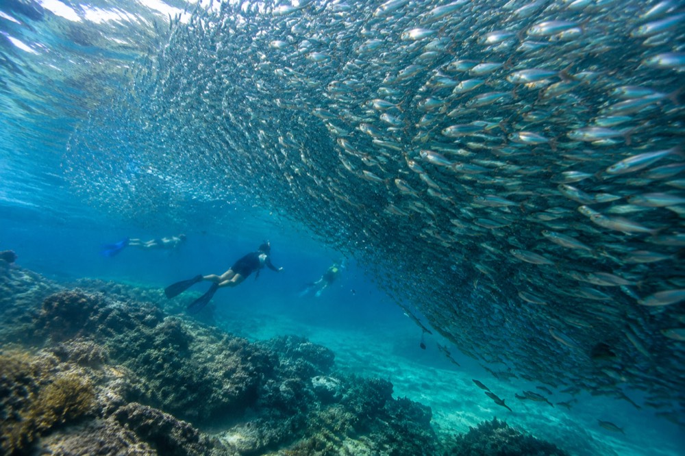A dense school of sardines swirling above snorkelers near the reef at Panagsama Beach, Moalboal