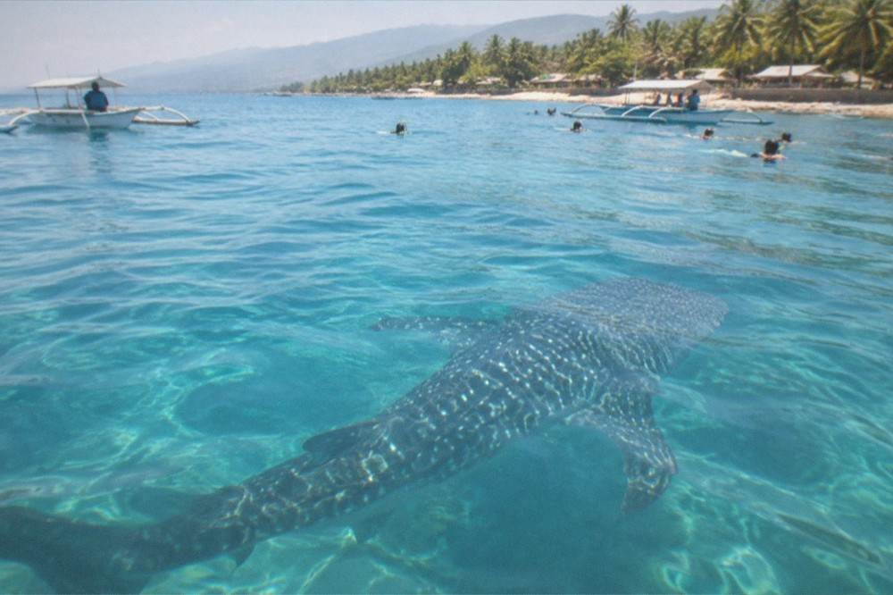 A whale shark seen from above through clear morning water at Oslob, Cebu, Philippines