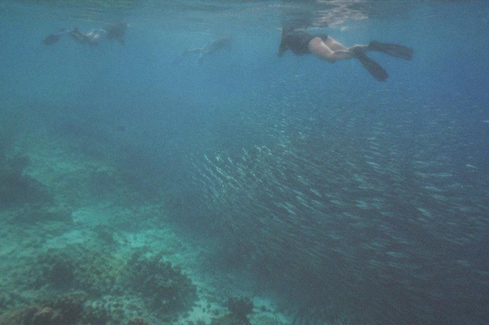 Snorkellers above a dense school of sardines off Panagsama Beach, Moalboal