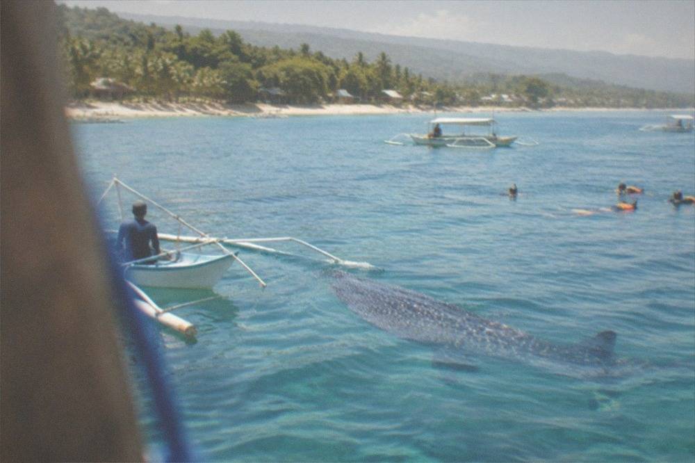 A whale shark swimming near the surface beside a small outrigger boat at Oslob, Cebu
