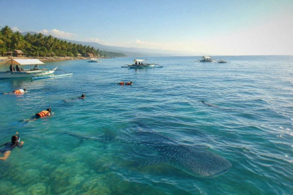 Snorkellers in the water near a whale shark at Oslob