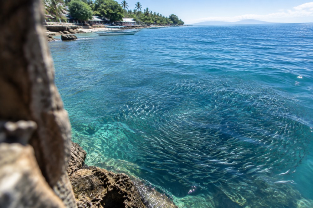 A dense school of sardines swirling in clear water off Moalboal
