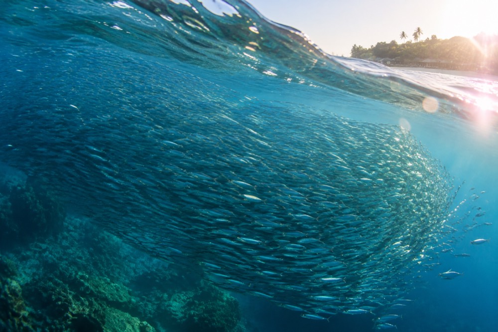 A large swirling school of sardines just below the surface of clear blue water at Moalboal