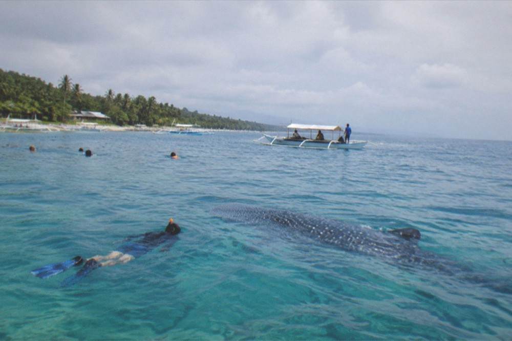 A snorkeller in the water near a whale shark with a small wooden briefing boat in the background at Oslob, Cebu