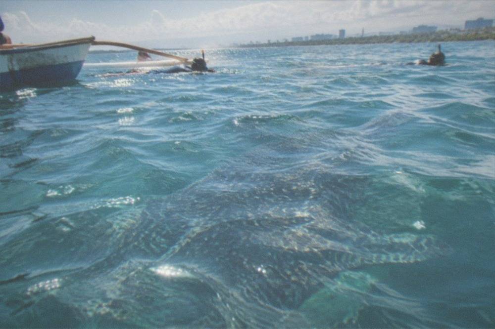A whale shark swimming near the surface beside a small wooden boat with snorkelers