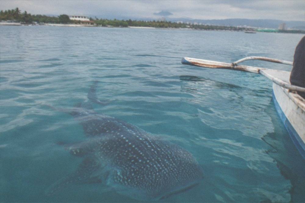A whale shark swimming just below the surface beside a small wooden boat